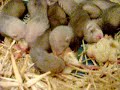 Les b�b�s furets,23-05-07