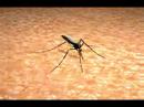 Vida Do  aedes aegypti