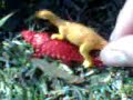 apareamiento de dinosaurios apareamiento de dinosaurios