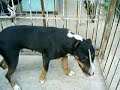 Dogue brasileiro