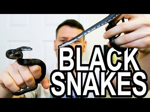 YouTube reptile video