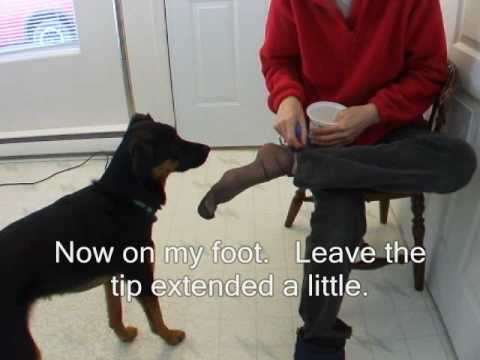 how to train own service dog