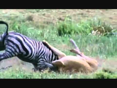 most - Subscribe to see more Top 10 videos.. COPYRIGHT STATEMENT: This video is property of BBC, Planet Earth, National Geographic and Animal Planet. This video is ...