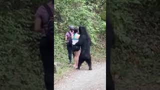 Niedźwiedź na szlaku! Bardzo chciał się zaprzyjaźnić…
