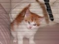 Kater Sam