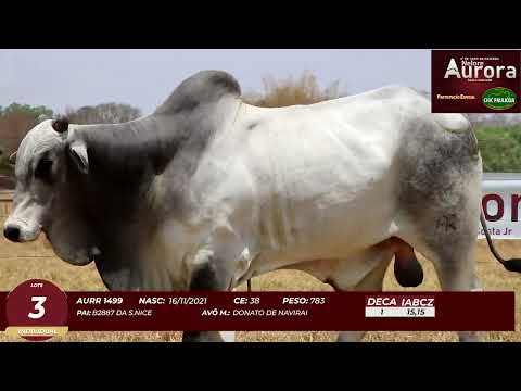 4� De Olho na Fazenda - NELORE AURORA participa��o Chico Paulic�ia