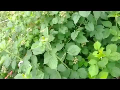 how to harvest raspberry leaves for tea