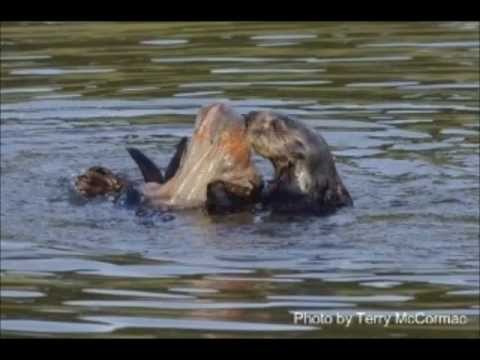 Ocean Pollution and it's effects