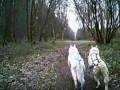 videos de BSHRA Sherwood