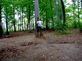 tree ride