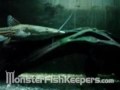Planiceps Firewood Catfish - MonsterFishKeepers.com