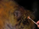 painting fur texture painting fur texture