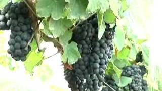 Governo de Minas incentiva produção de vinho no estado