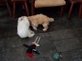 Buffy, Spot & Brad