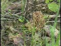 White Morel Hunt A