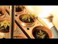 El Cuidado Diario de la Marihuana en Armario Cultivo Indoor