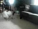 Bandit - 10 Months Playing w/ Cat Toy Bandit - 10 Months Playing w/ Cat Toy