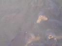 Fish galore
