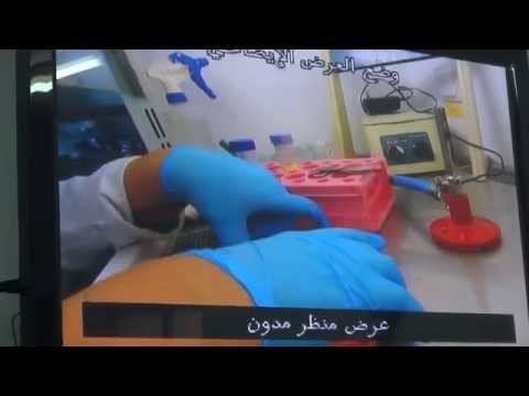 how to harvest bone marrow cells from mice