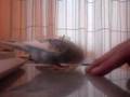 My budgie is a fan of Michael Jackson