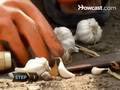 How to Grow Garlic