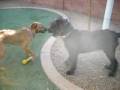 videos de Scruggs - AAWL & SPCA __