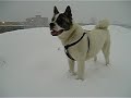 Amerikaanse akita - Great Japanese dog