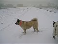 akitas in april snowstorm