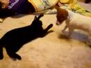 CAT and DOG ロングムービー編