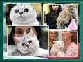 International cat show royal cat club
