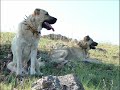 i�te sivas dursun bedirhan