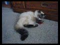 Birman cat with a mouse toy
