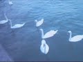 Wildlife at Mudeford