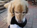 Mr Woofy\