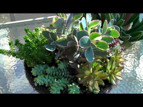 how to fertilize succulents