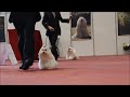 Brazilian Maltese - Show At KCSP 2011