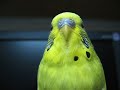 sleepy yellow parakeet