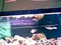 Awesome Puffer Fish (YES IT BLOWS UP!!)