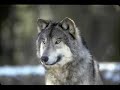 Documentary: Confronting Wolfy