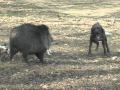Javalina and Hog head shot Mathews Bows Ken Reed Productions