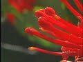 Atacama e Patag�nia visite com a Best