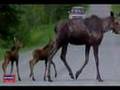 Amity Maine Farm For Sale! 37 Acres!  $70's! #7647 See MOOERS!
