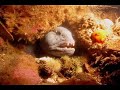Deer Island Scuba Diving