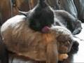 Bunny and Kitty Love