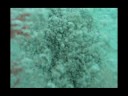Water jumps !