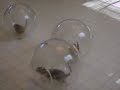 Gerbils Play Ball!