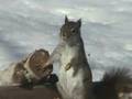 Super Squirrel to the... Ukázat Video