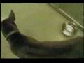 videos de Thai Ridgeback