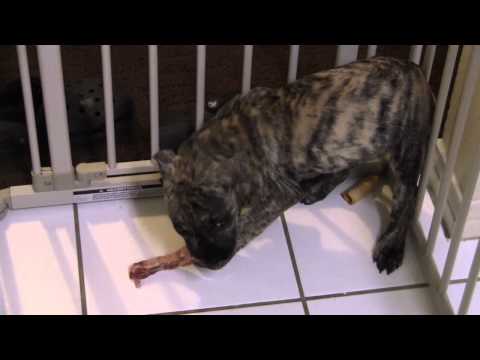 raneve23 - MY PRESA PUPPY FIRST TIME EATING RAW MEAT HE LOVED IIT!!