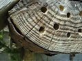 Parasitoid Wasp 1